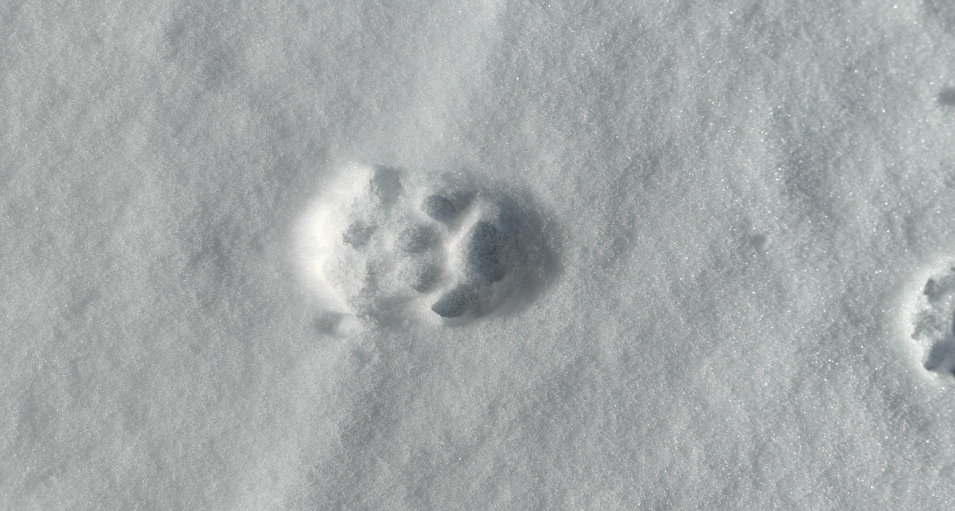 這貓爪印能是凸出來的嗎？！！！