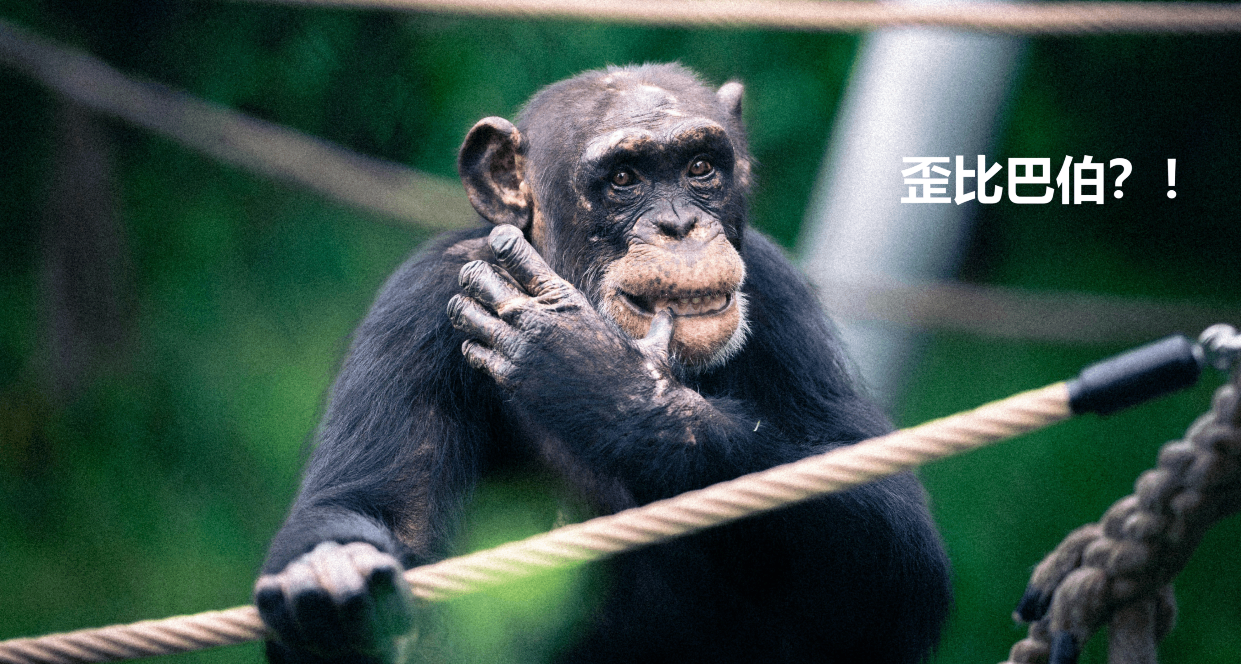 人類和黑猩猩真的只有近 99% 的相同 DNA 嗎？