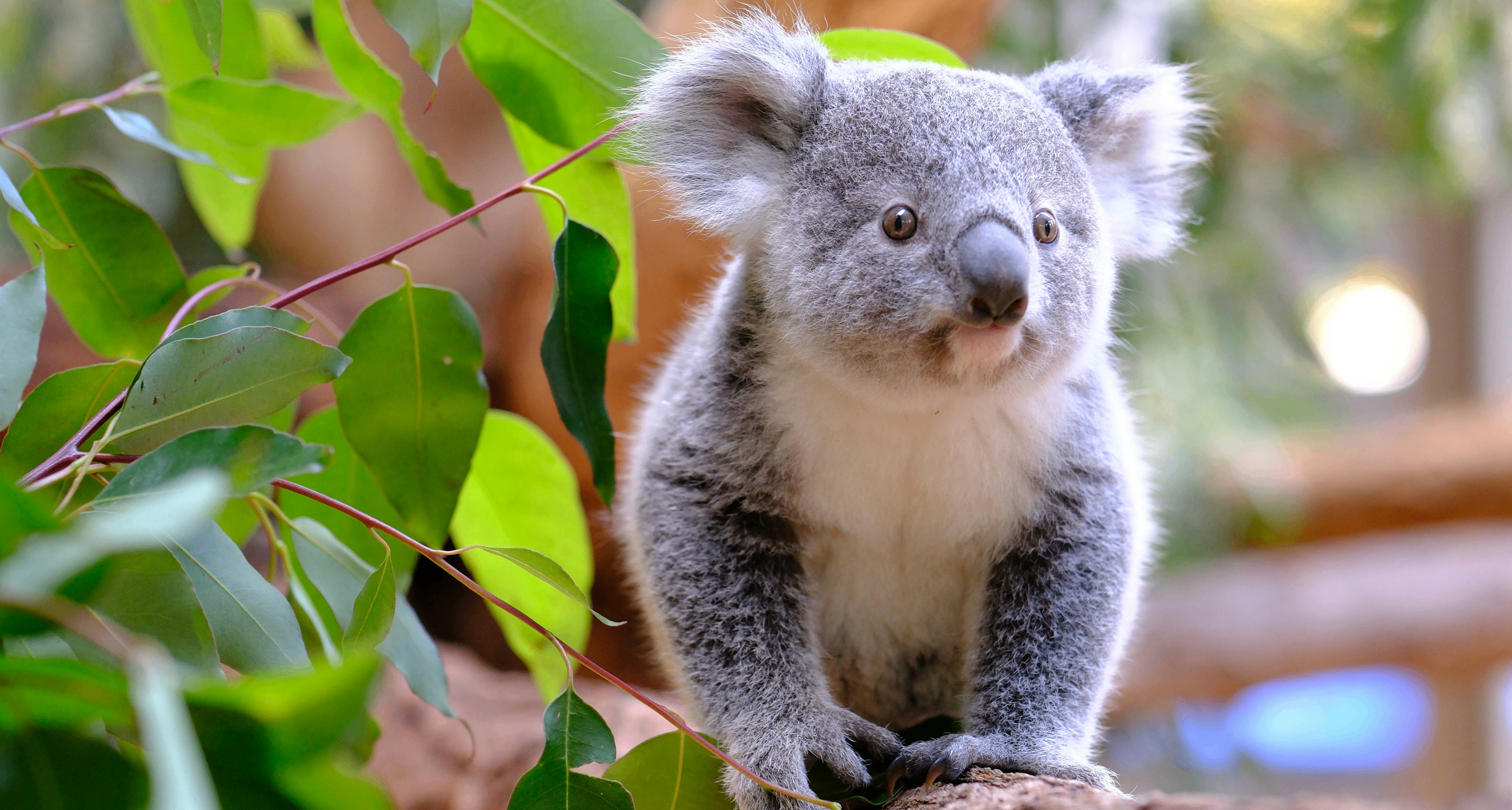 考拉媽媽會讓幼崽喫糞便，直接跳過“消化”的過程