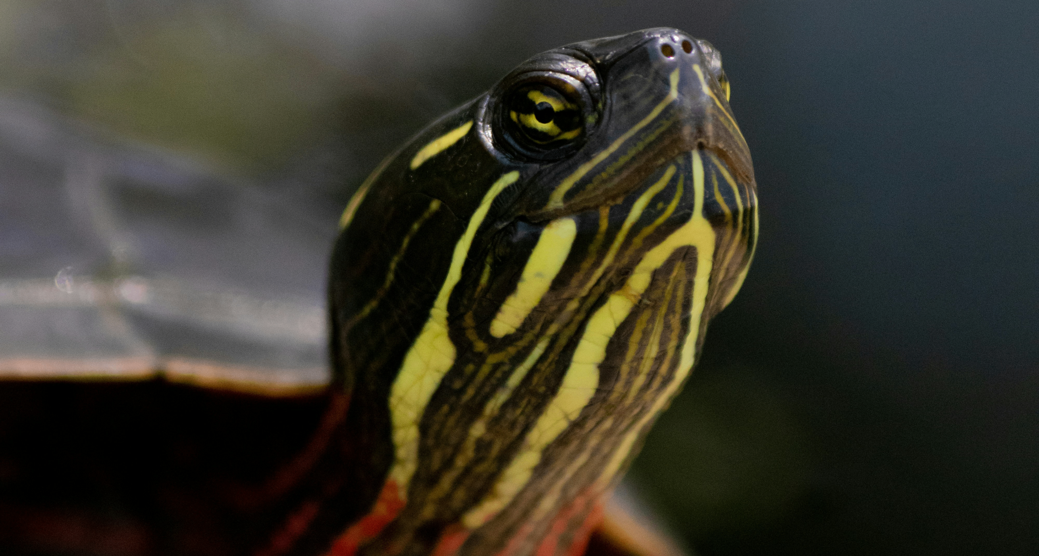 我們常說“縮頭烏龜”！那麼，烏龜能把頭完全縮進殼裏嗎？