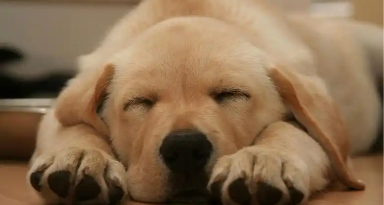 噓~快進來看動物們千奇百怪的睡姿