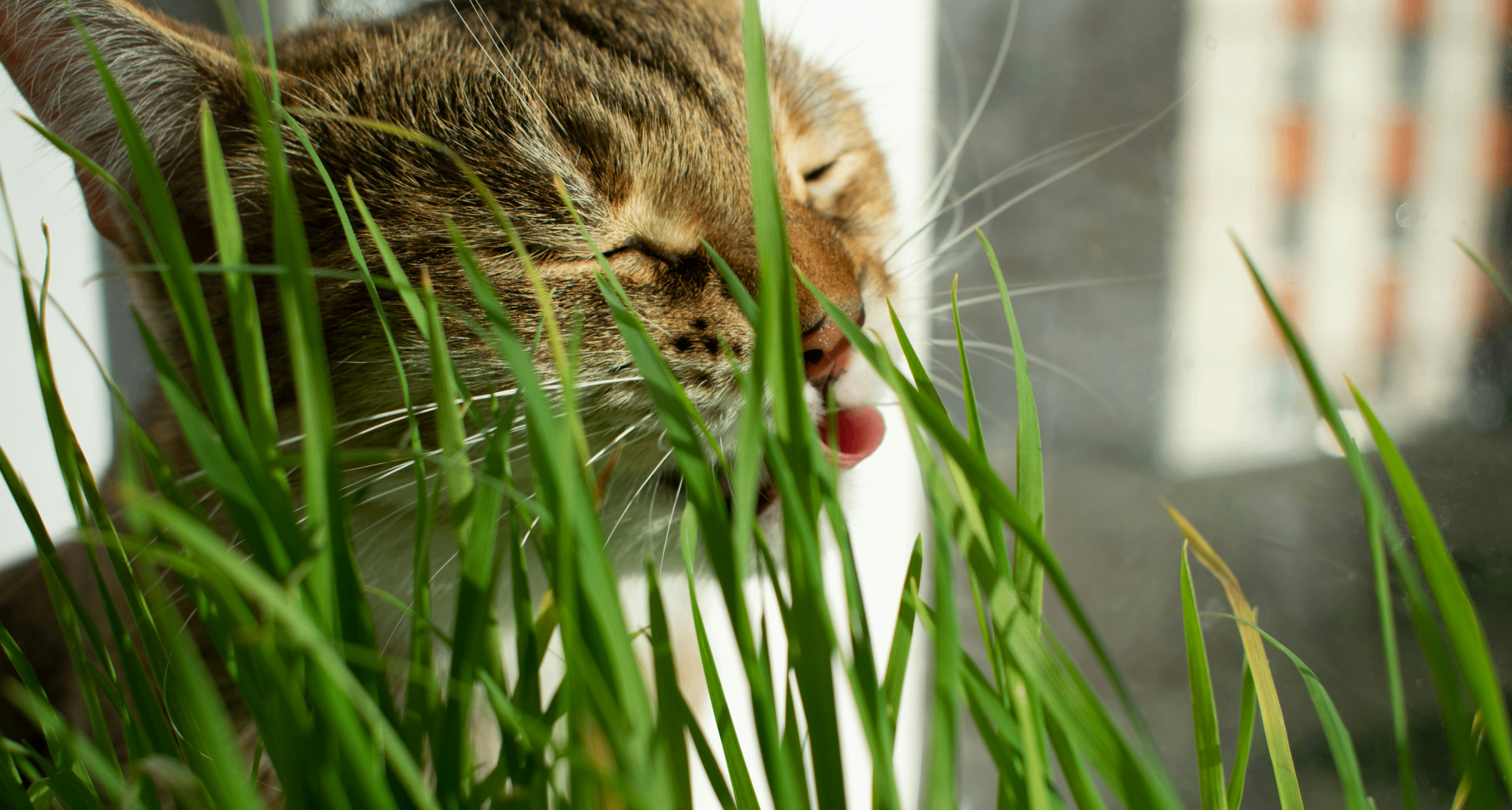 爲什麼貓狗會喫草？難道它們知道自己生病了找藥喫？