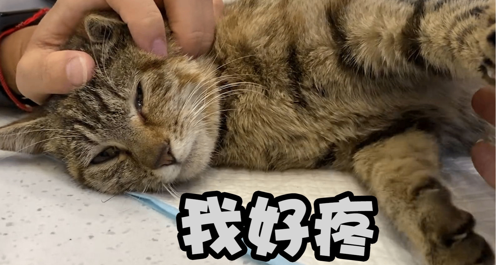 百科篇：为啥路上被车撞死的猫要比狗多得多，猫不是很灵活吗？