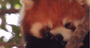 俗名、正名和學名，你可以怎樣稱呼動物