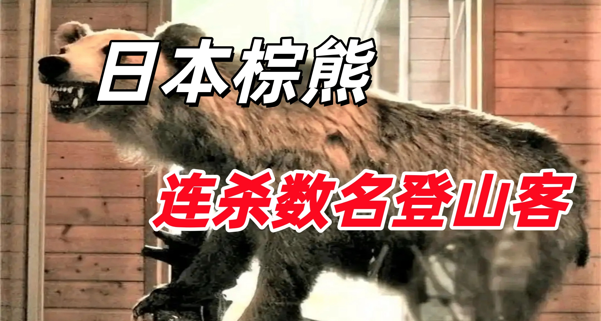 恐怖的日本棕熊，只杀人不吃人【炉边故事会】