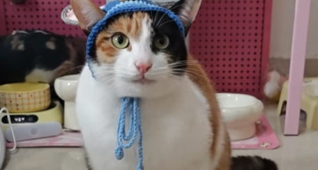 猫传人！三花猫摸萝卜被花样模仿，网友：但凡网瘾小一点都看不懂