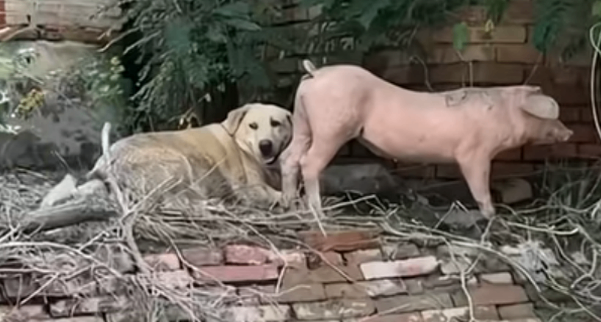 狗和豬被洪水困在了一起~哈哈哈~不能我一個人肚子疼