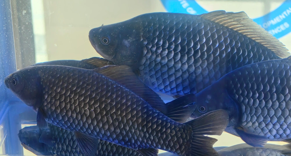 中科院培育出無肌間刺鯽魚，有望未來投入市場