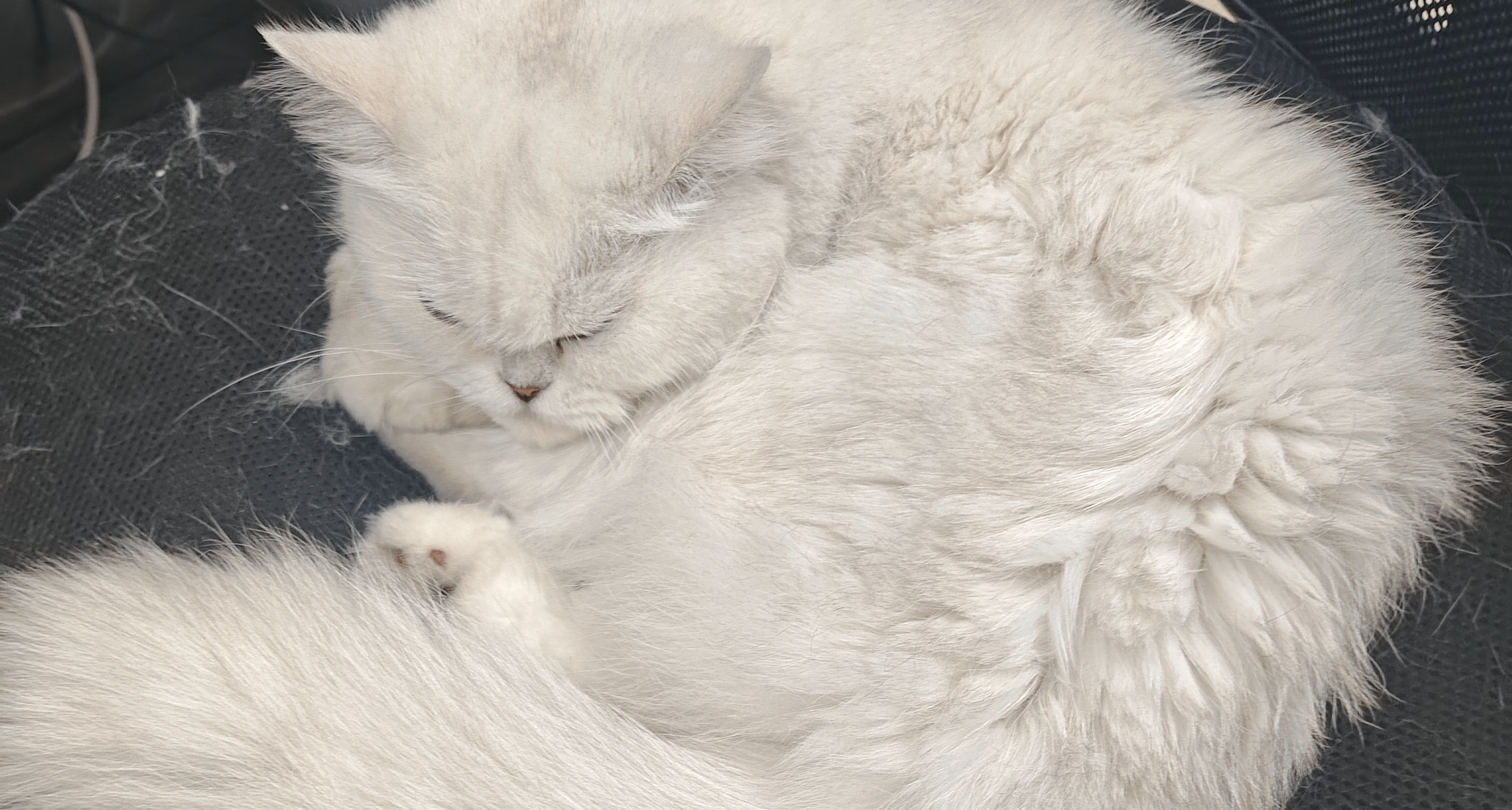 白天让猫睡，晚上猫就不让你睡？