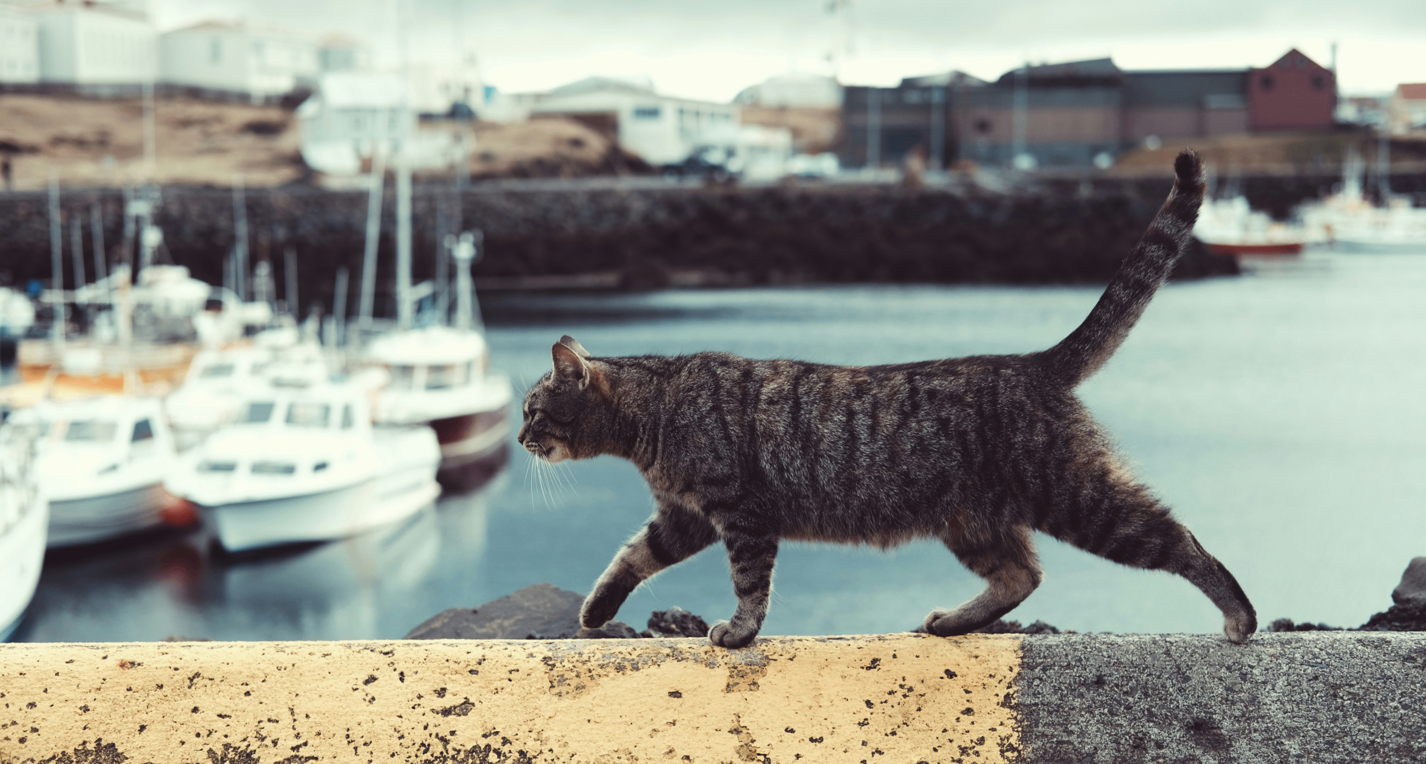 研究表明，養貓與精神分裂症風險增加有關？