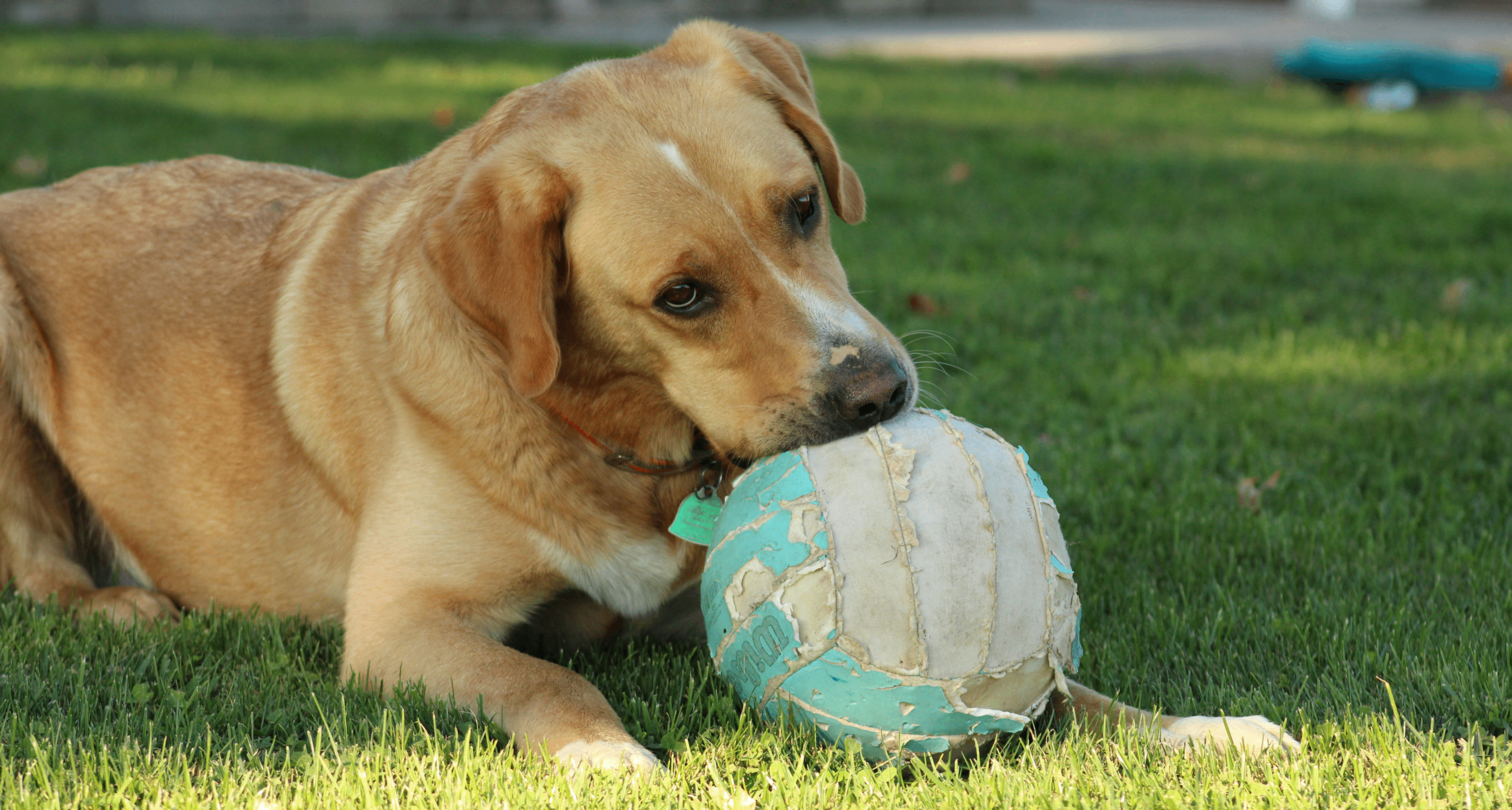 有些狗對球的癡迷程度，堪比人類成癮