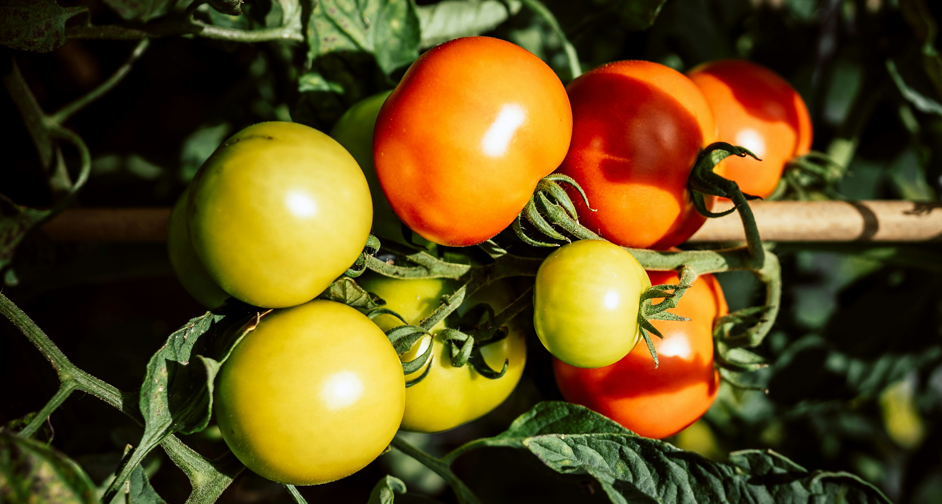 加拉帕戈斯群岛的番茄似乎正在逆向进化