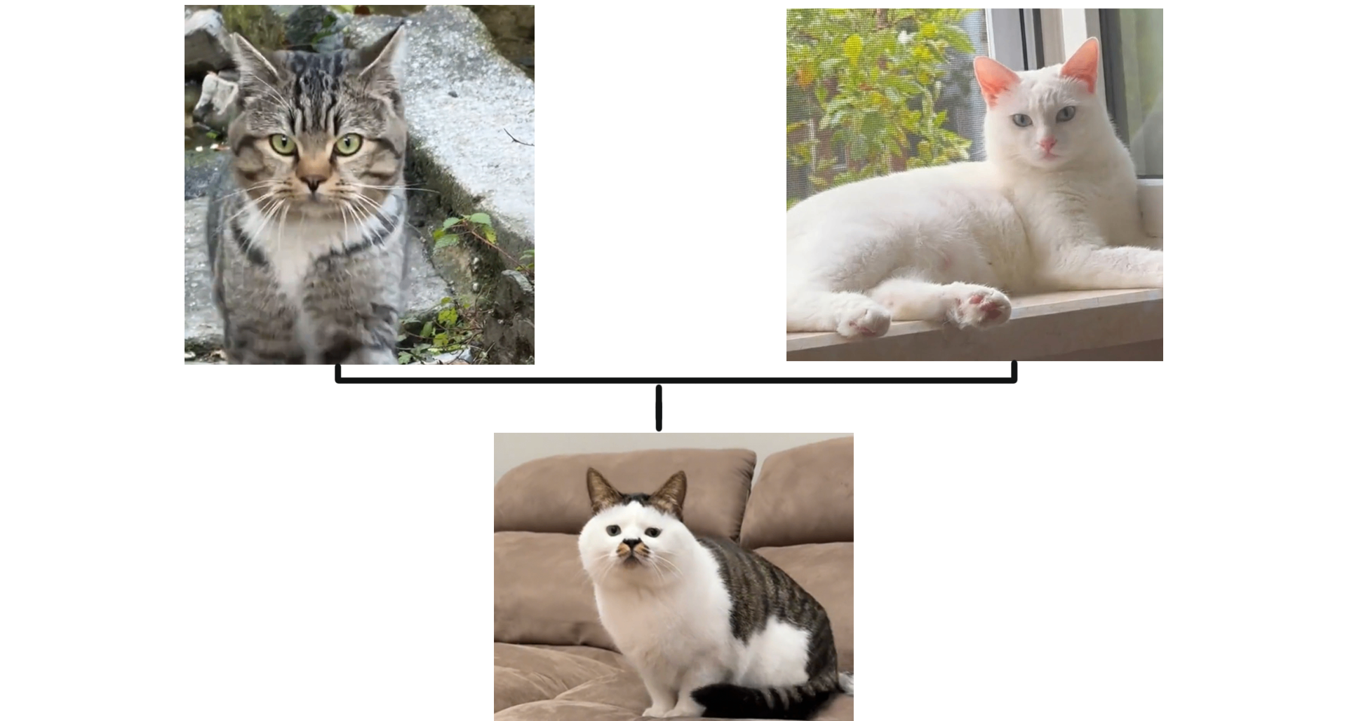 貓咪爆笑生娃圖譜，這都生了個什麼玩意兒？【抽獎福利】