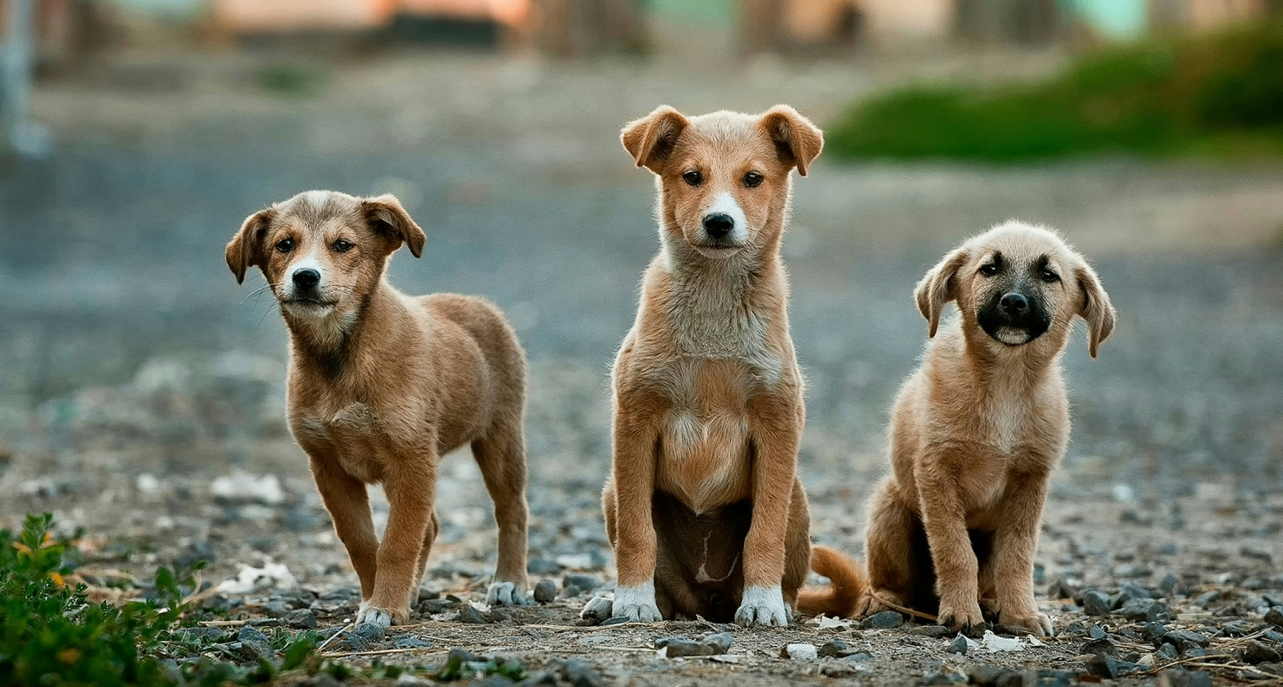 回家的路在哪里？走丢的狗狗究竟要吃多少苦才能回来啊