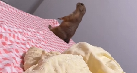 2年了，土拨鼠终于睡了个安稳觉了！这奇怪的笑点，哈哈哈哈！