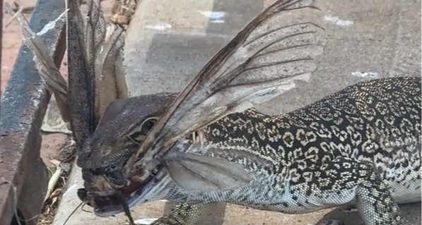 我現在懷疑寫山海經的古人們是一羣近視眼和散光！