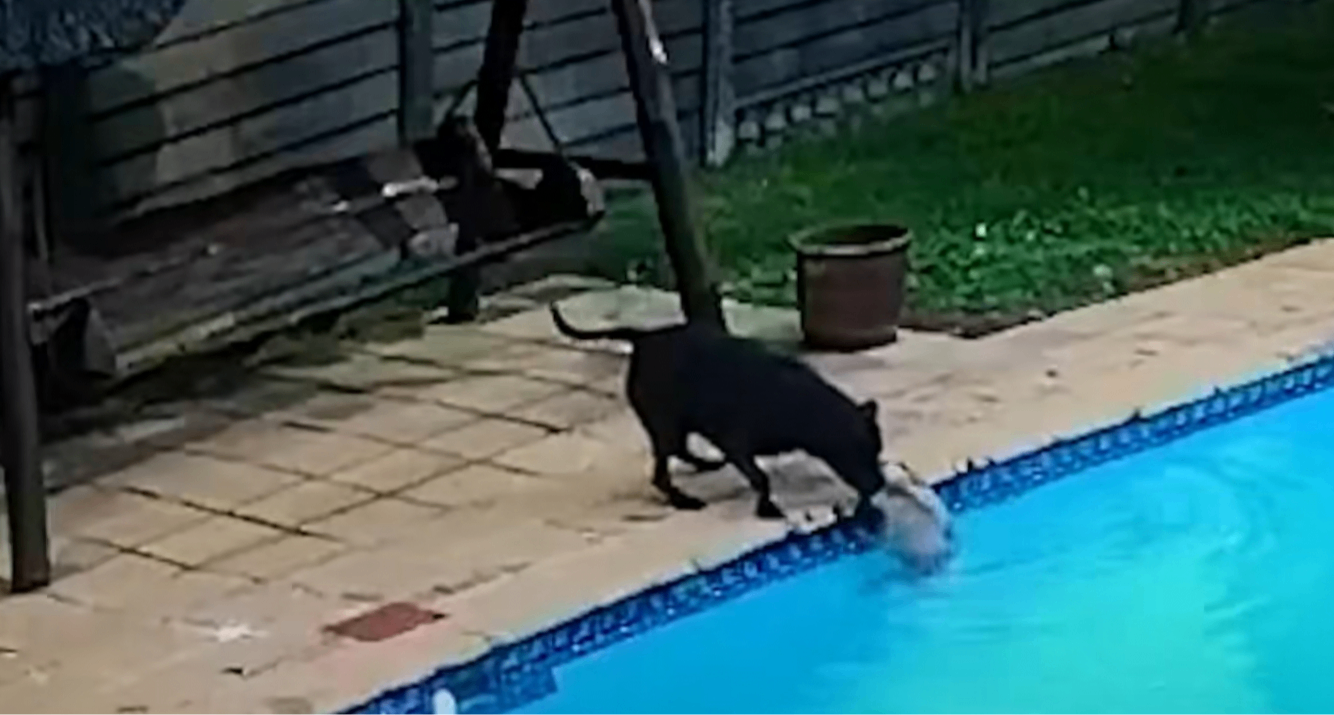 小狗救了它的好朋友！