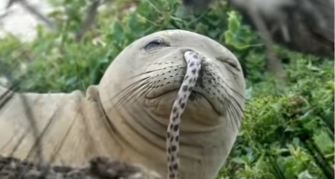 科學家：不是，哥們兒，擱那演我呢！