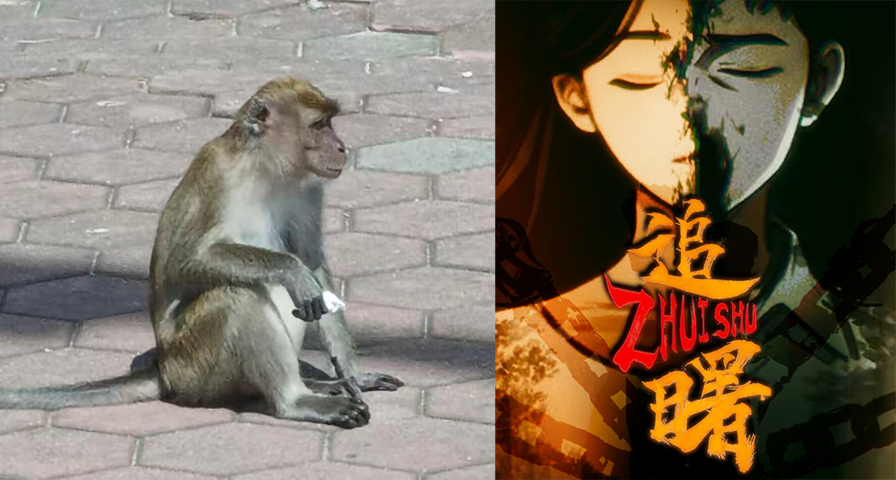 不是乱写：我们这边，窗外街边真的会出现猴子！！