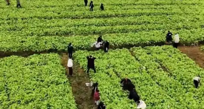 “保卫萝卜”爆火背后，也藏着很多无奈