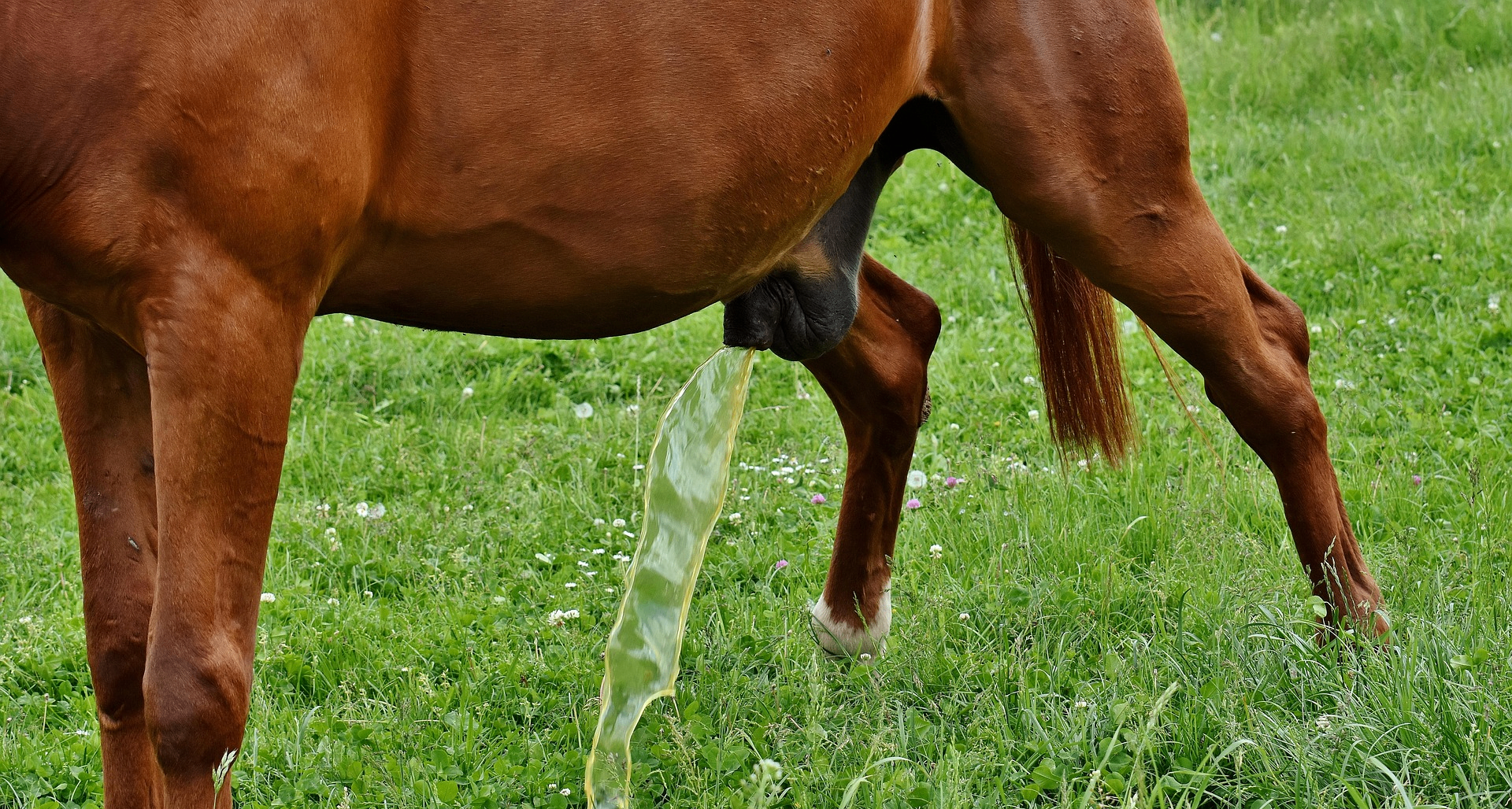 紧急情况下喝自己的尿能救命吗？