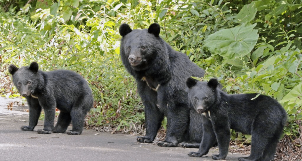 日本半年多捕杀近万头熊，事后处理却成问题，为啥熊肉不能吃呢？