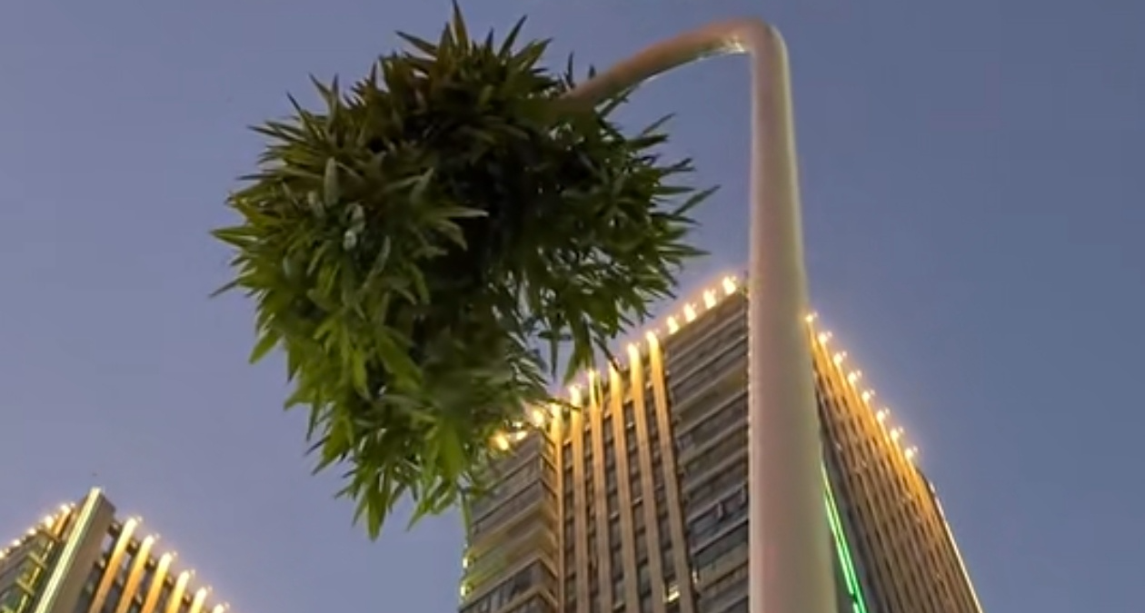 究竟是路灯出了轨？还是竹子劈了腿？浙江“竹坚强”成新晋打卡点