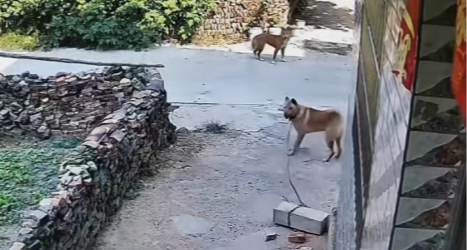 黑狗：你跟它废话什么！