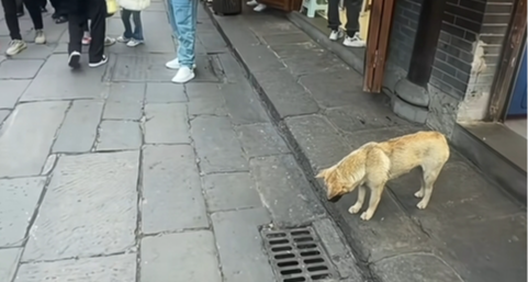 烤肠商家：别瞎说啊，它可是我们的销冠！