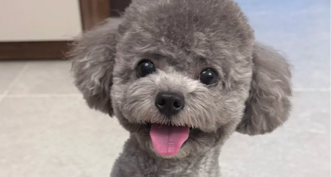 “泰迪狗”并不是一个独立的犬种？11 个有趣且实用的小众知识点