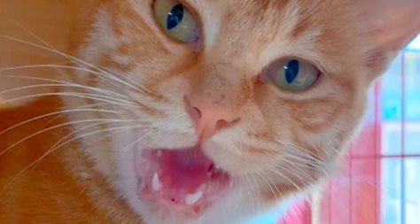 一隻貓走了400公里，找到了主人。