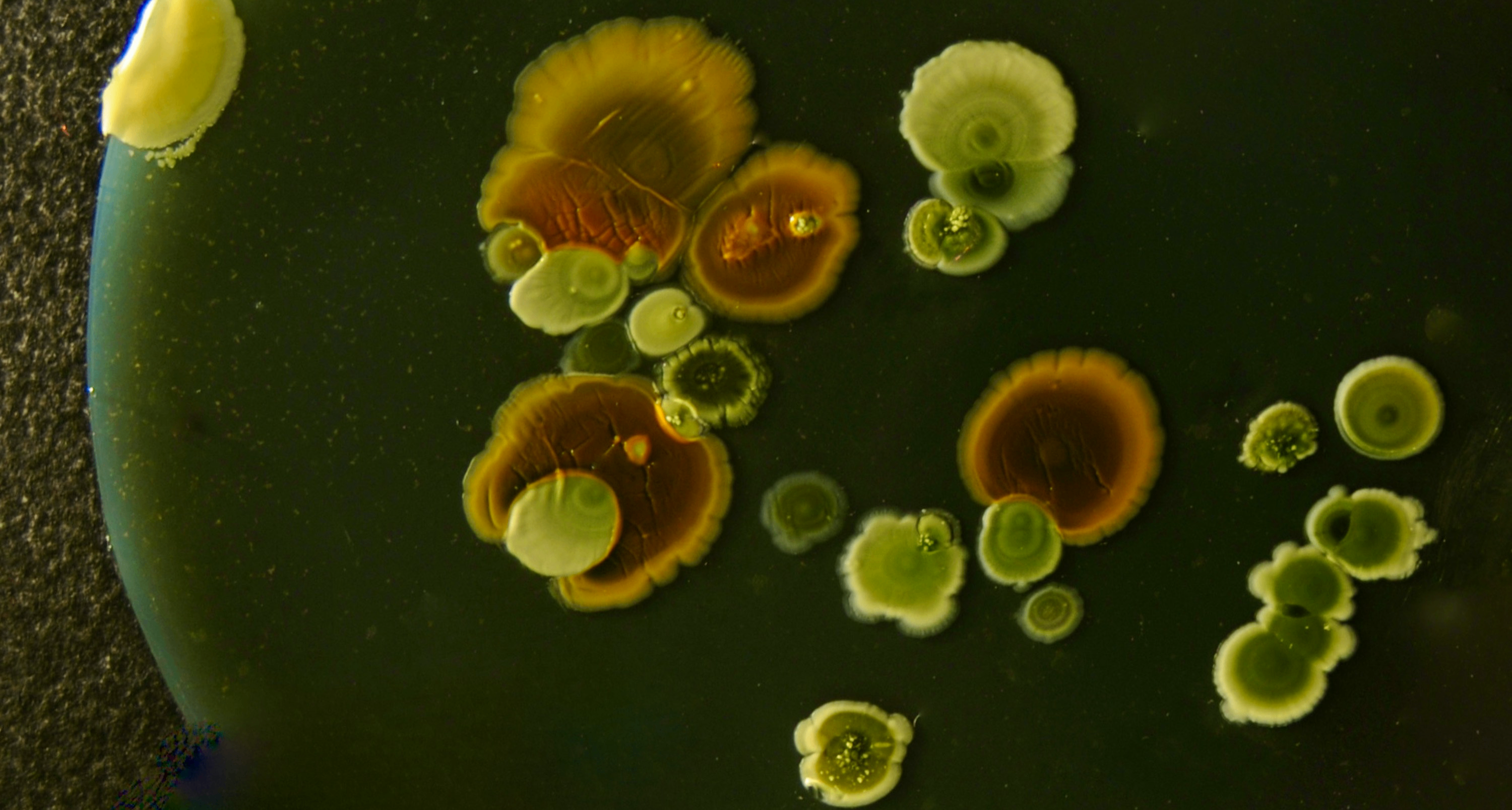 福岛核电站的微生物出人意料地未受辐射影响