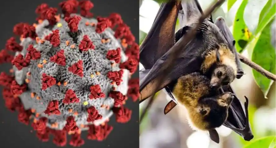 尼帕病毒是什么？怎么预防？