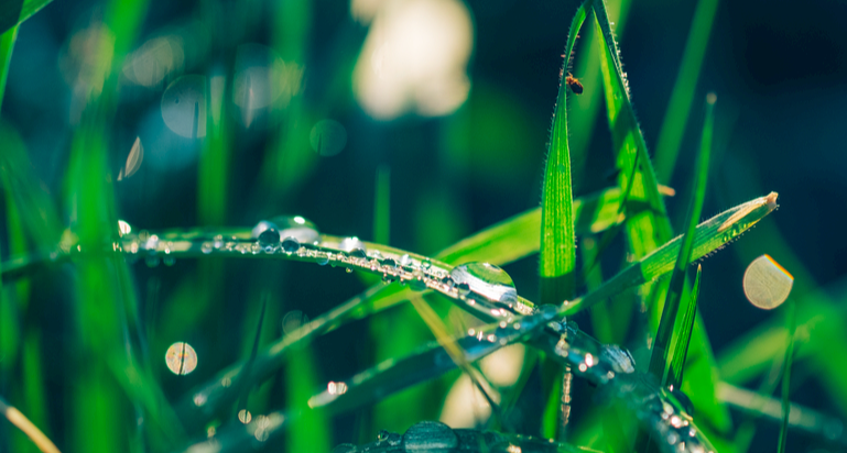 【冷百科】“雨後的味道”是來源於雨水嗎？