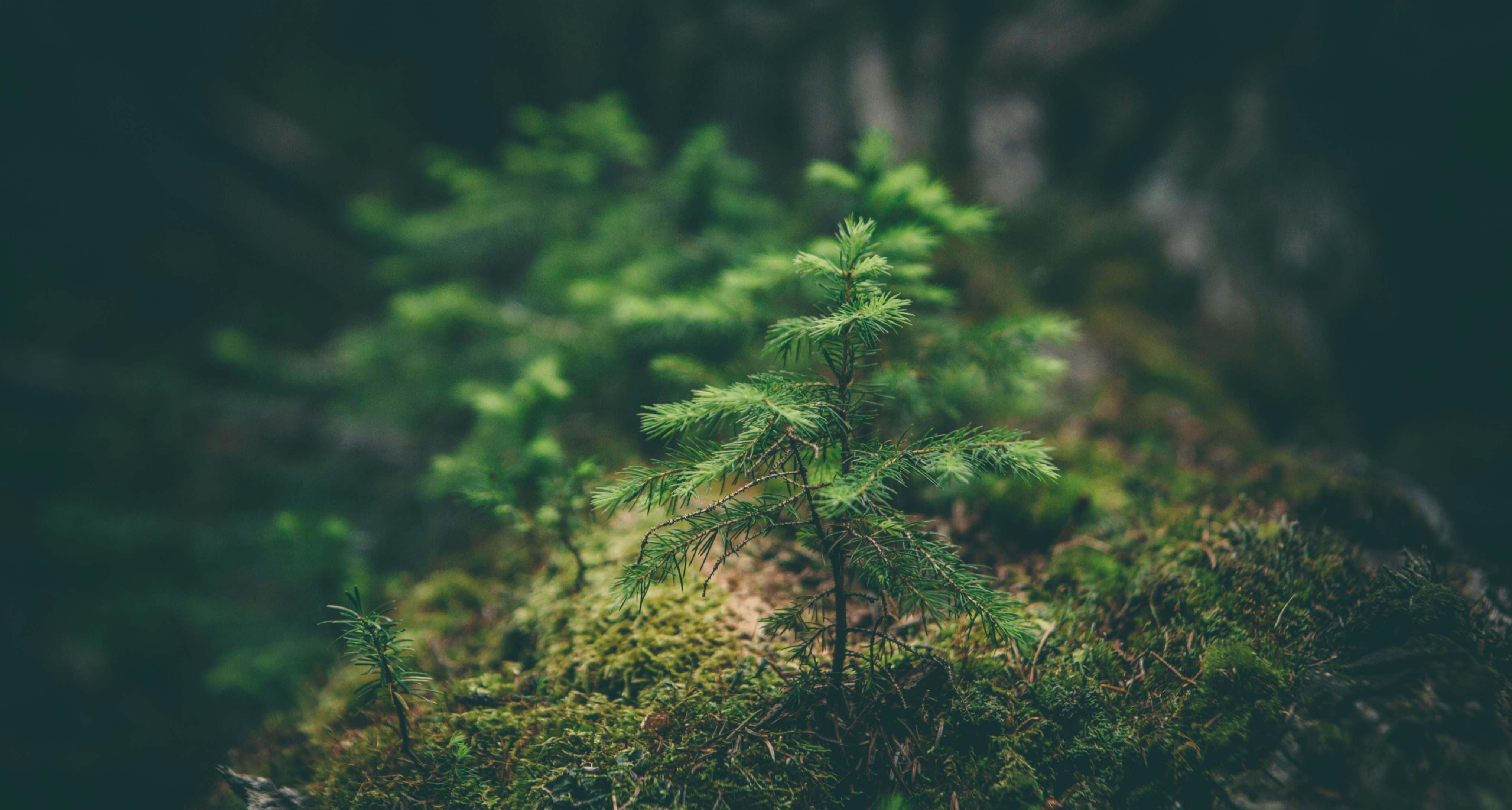 科学家计算出地球生物圈的最终寿命