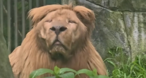 看吧，男人一旦结婚后就会变得油腻潦草，动物也一样。