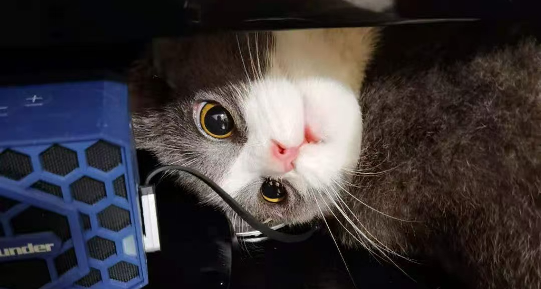 一年多了，我的猫还是不明白：为什么这个两脚兽天天对着屏幕傻笑