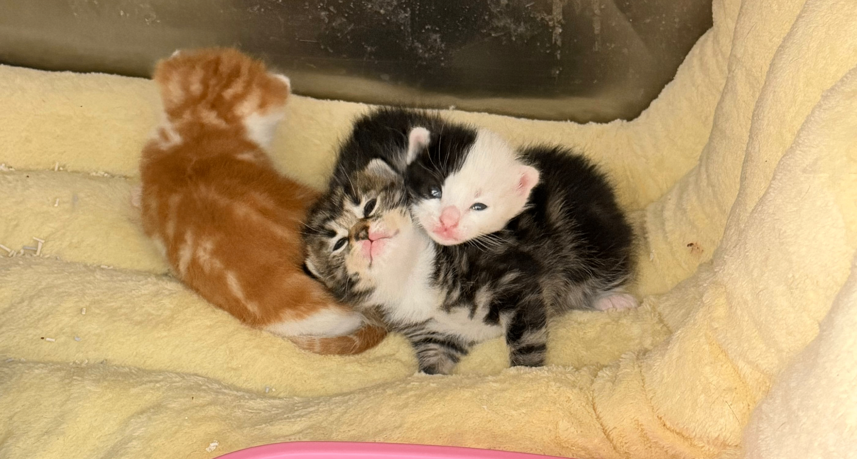 用媽媽給的壓歲錢救助流浪貓 結果它送了我一窩小貓