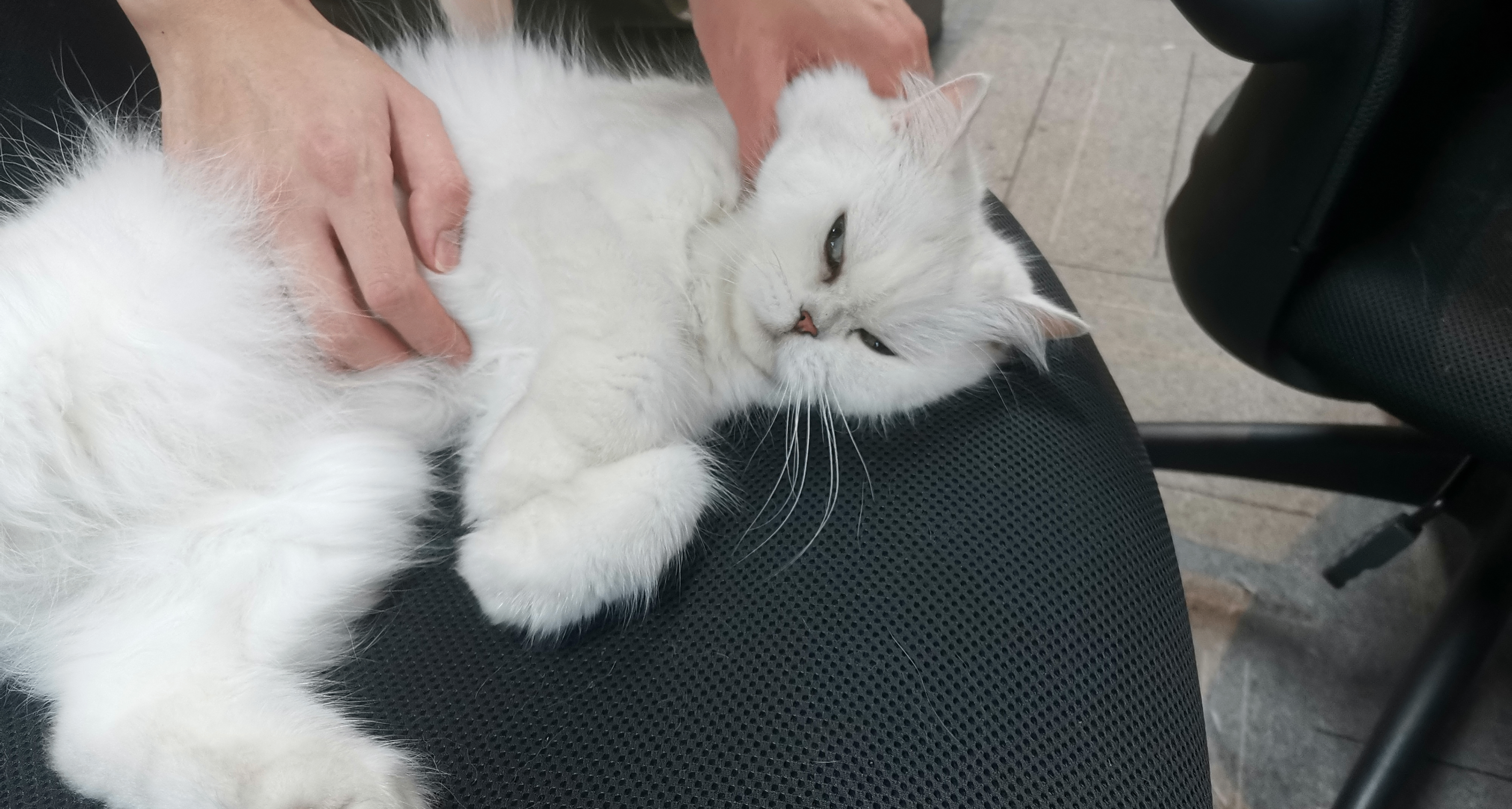 浙江人只用换水不用喂的白净宠物，今年火了我才知道其他地方不养