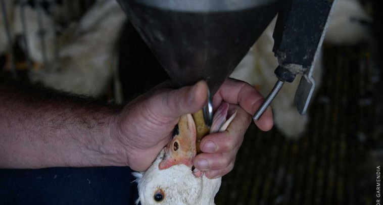 英伟达最新驱动595.71实测：性能下降3%，锁频率，AU温度升高