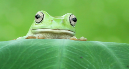 青蛙是無法嘔吐的？15個有趣的動物冷知識，你知道幾個？