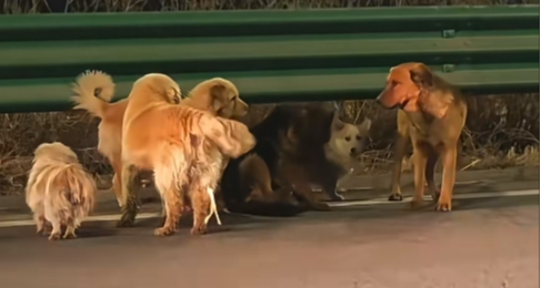 長春七隻狗從抓狗車上逃出，結伴逃亡，徒步17公里集體回家！