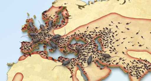 【冷百科】中世紀肆虐歐洲的黑死病，後來有沒有傳到中國呢？