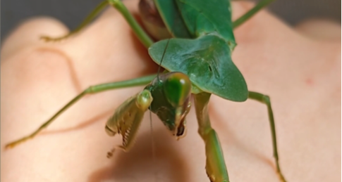 冷知识：螳螂自己有眼镜布！