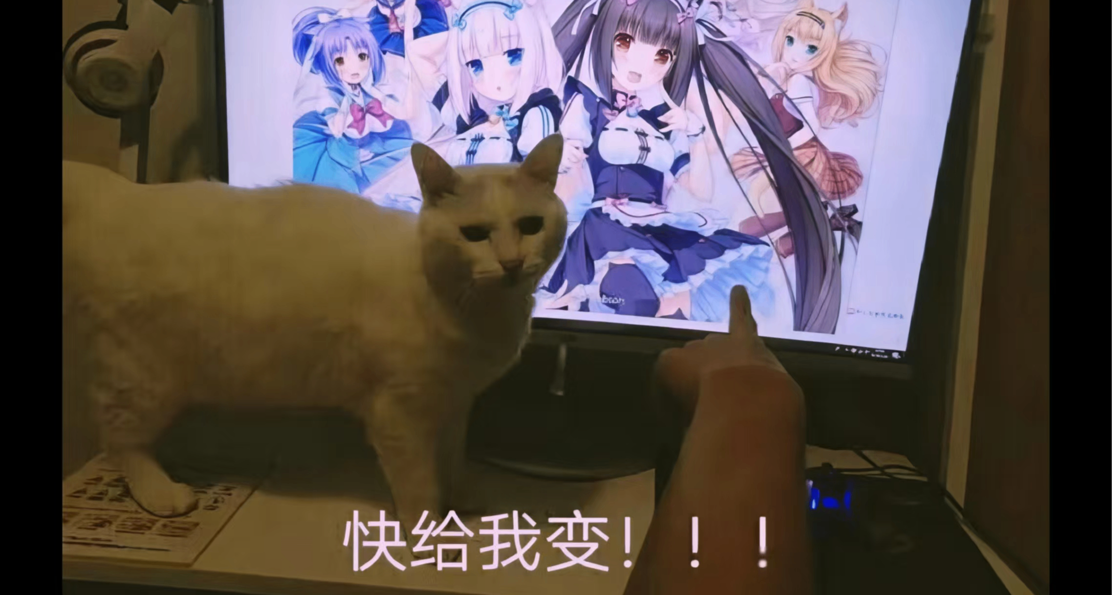 关于我把好友变成小猫娘桌宠这件事