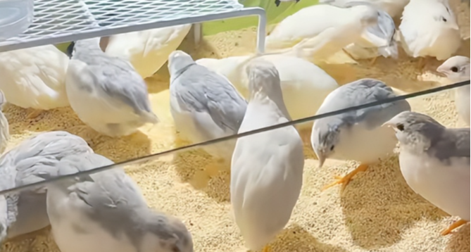 把鸡当宠物养之后，“鸡你太美”从梗变成几百万年轻人的真心话？