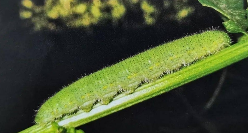 【冷百科】胖乎乎的大青蟲，到底喫了多少葉子才長這麼胖？