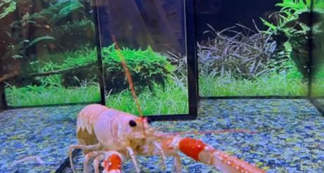 科学家呼吁英国禁止活煮龙虾，研究证实甲壳类动物具备复杂痛觉！