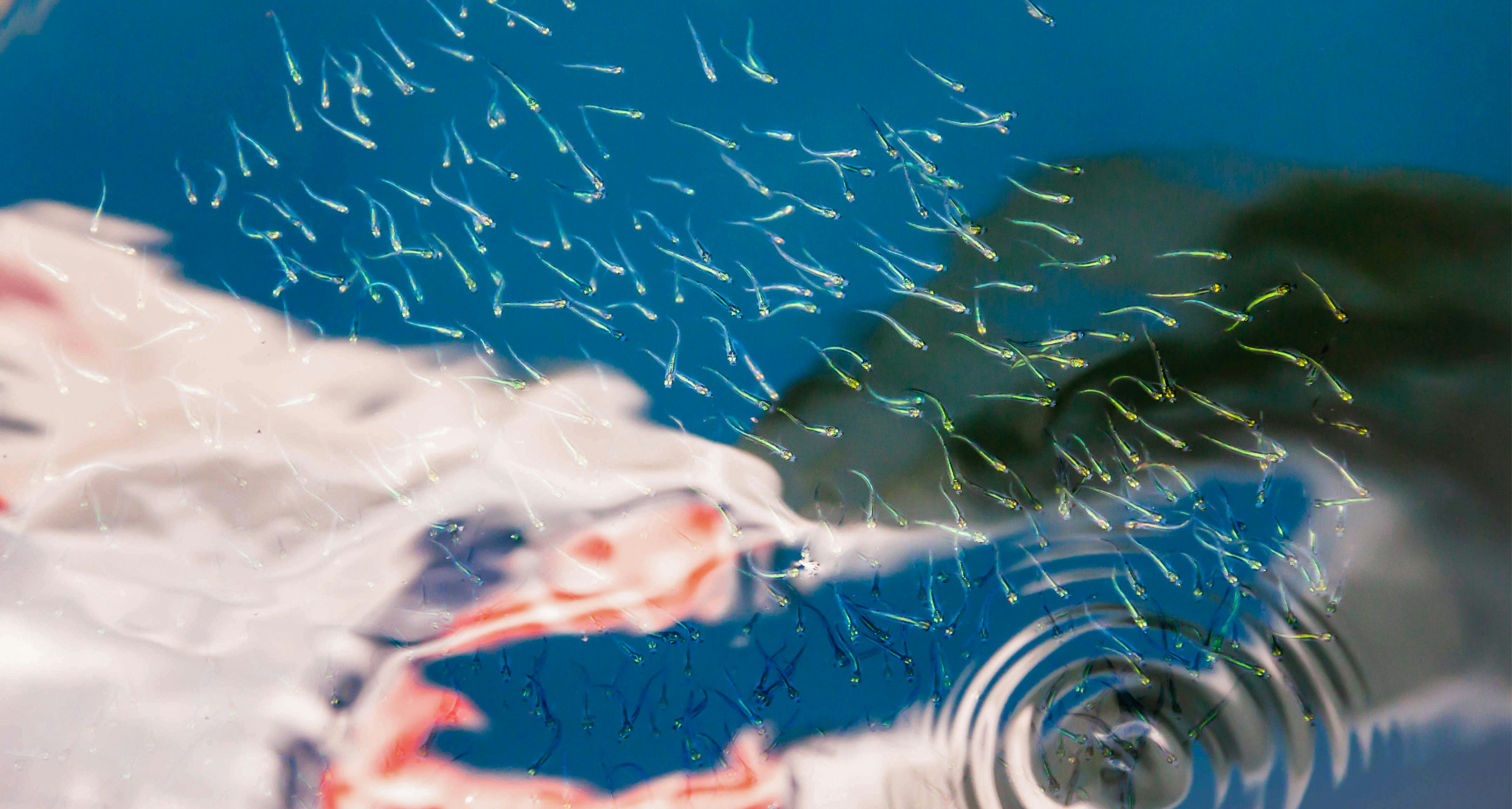 研究发现，夏季金子质量达到顶峰