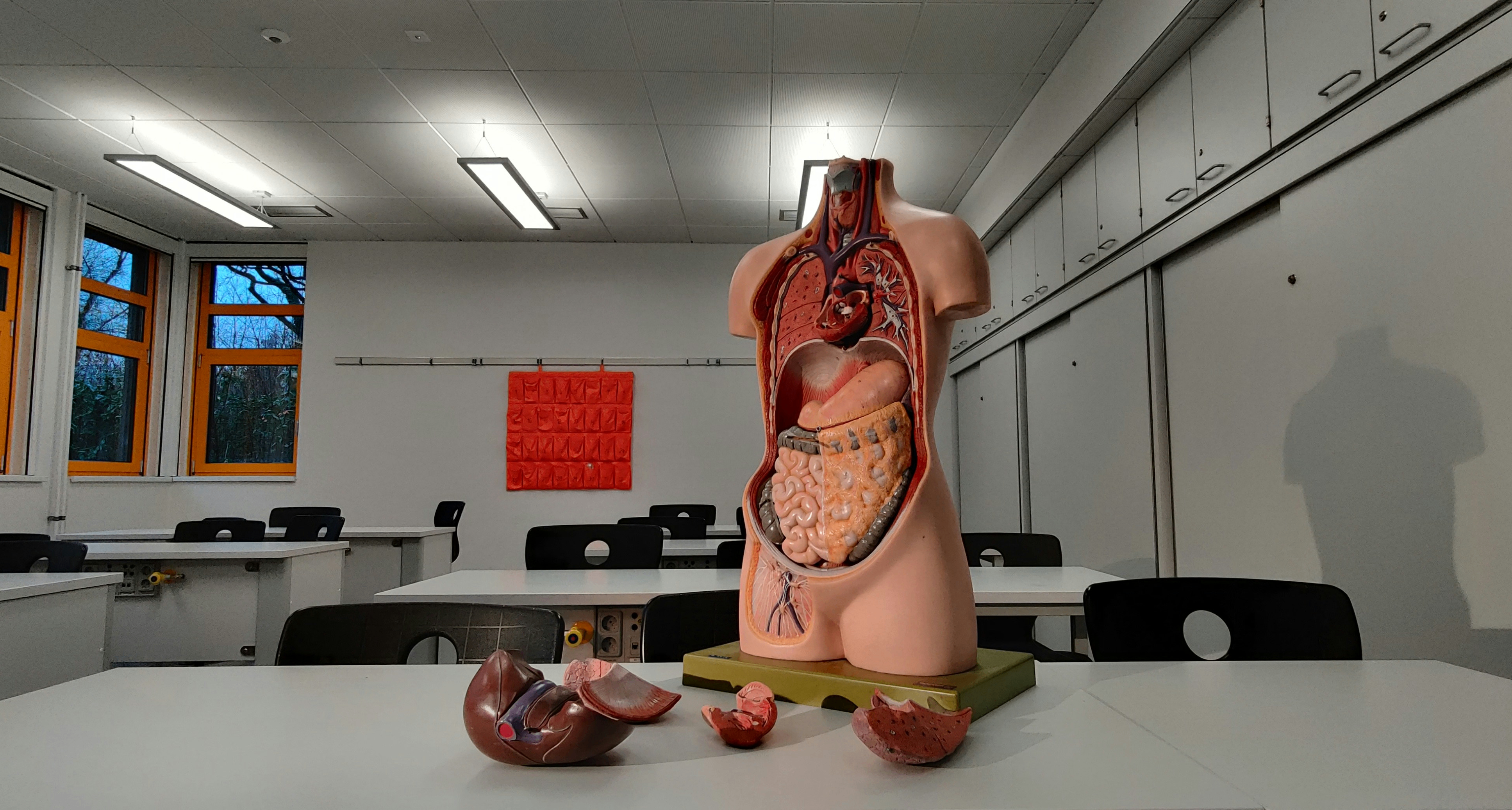 身體部位是如何長成合適大小的？爲什麼不會無限生長